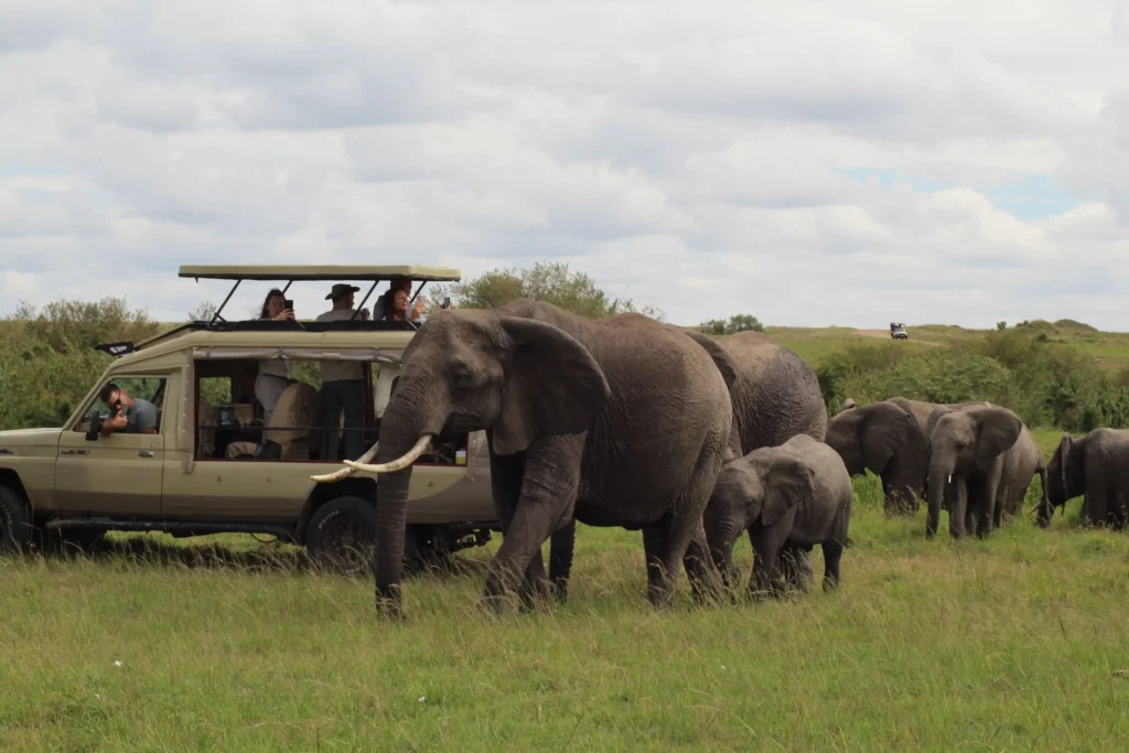 Elephants in a safari drive