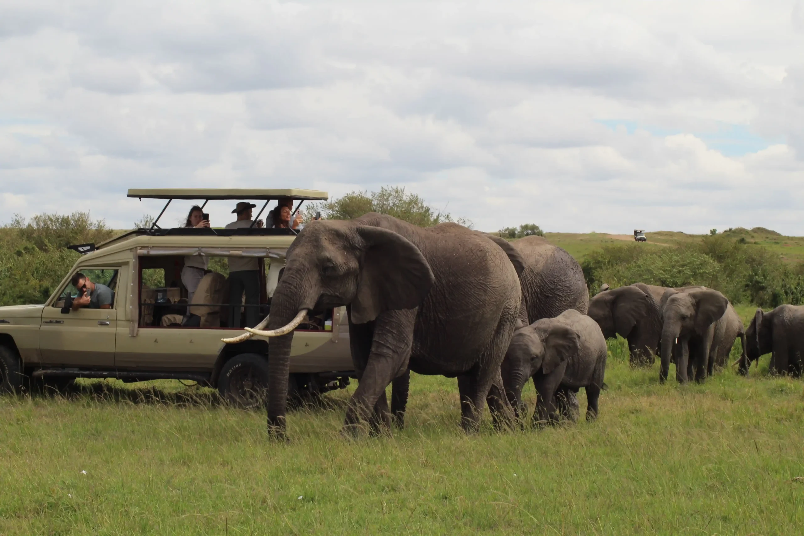 Elephants in a safari drive