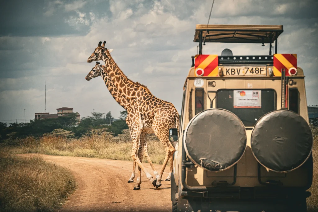Giraffes