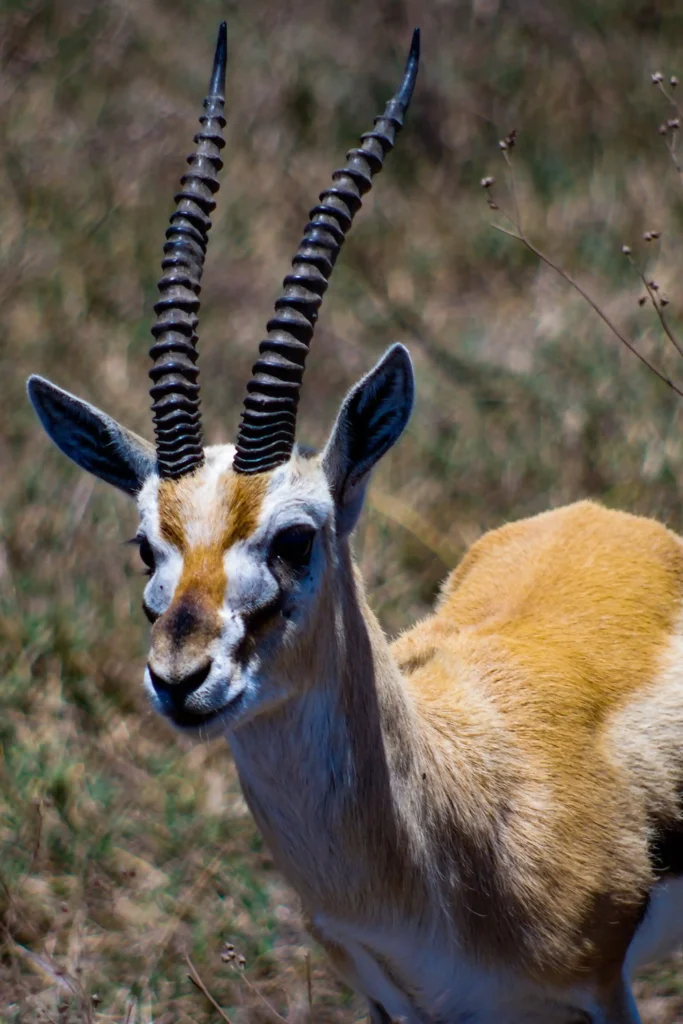 One Gazelle in Samburu