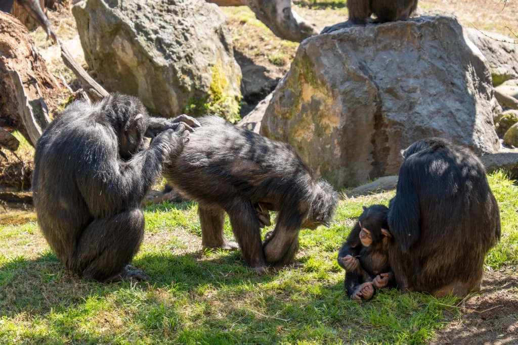 Group of Chimpanzees