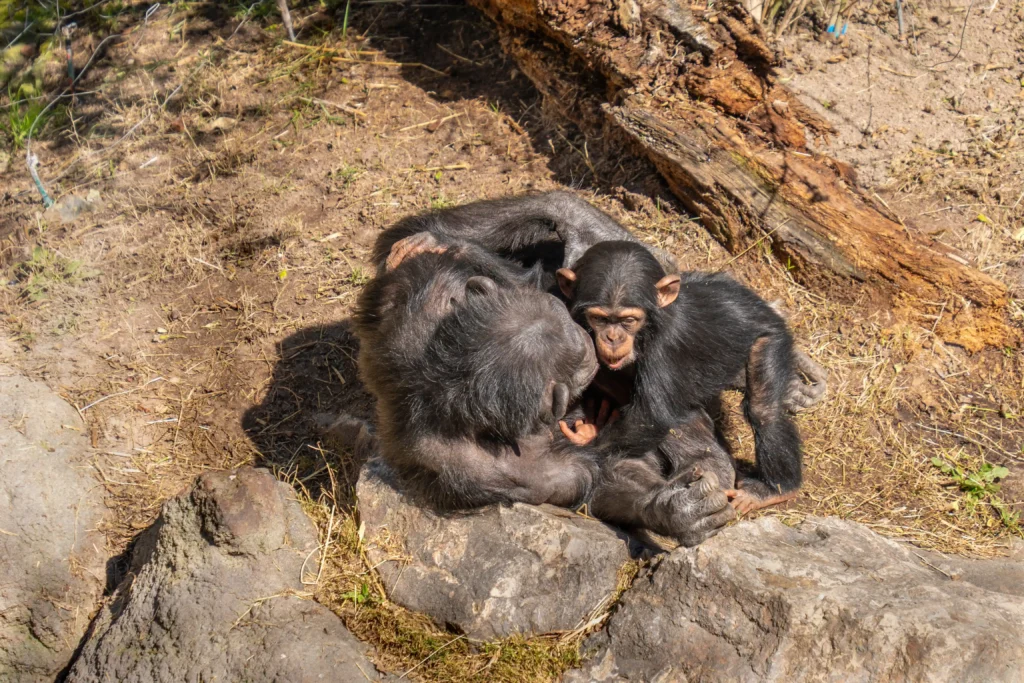 Group of Chimpanzees