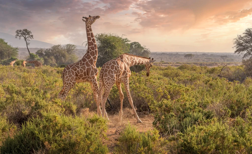Two Giraffes grazing