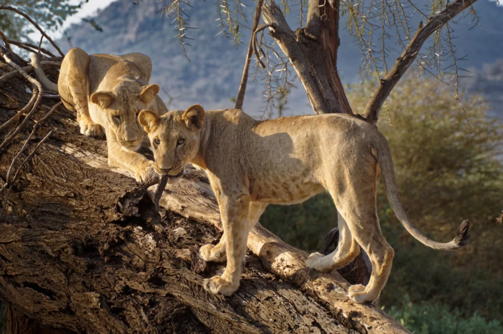 Lionesses