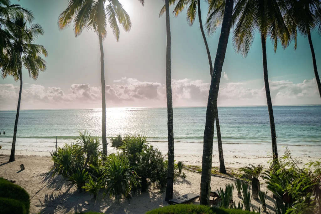Palm trees in Malindi