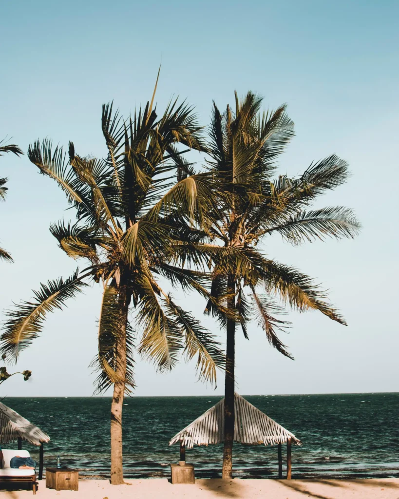 Palm trees in Malindi