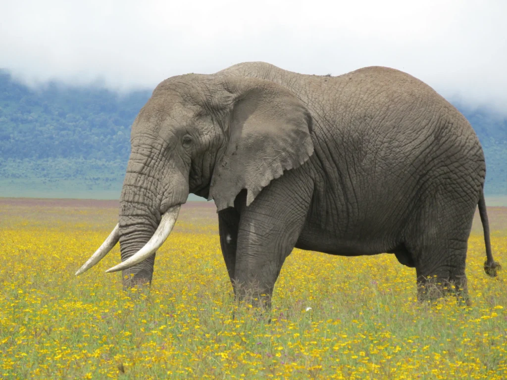 Elephant upclose