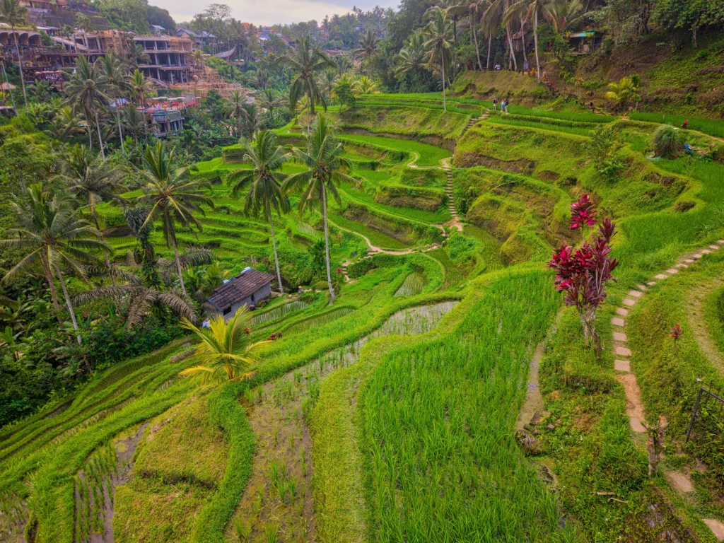 Bali Indonesia rice terraces