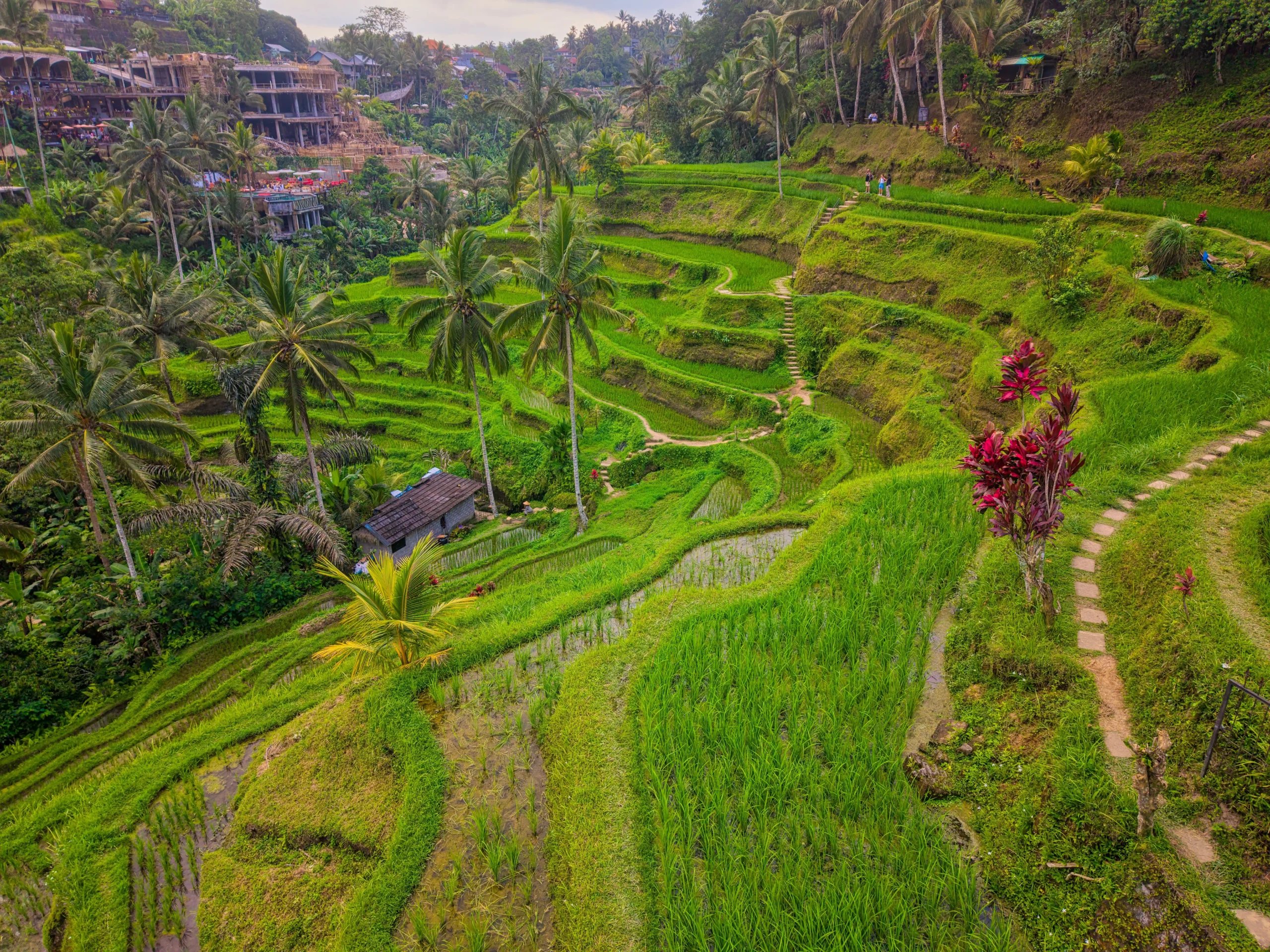 Bali Indonesia rice terraces