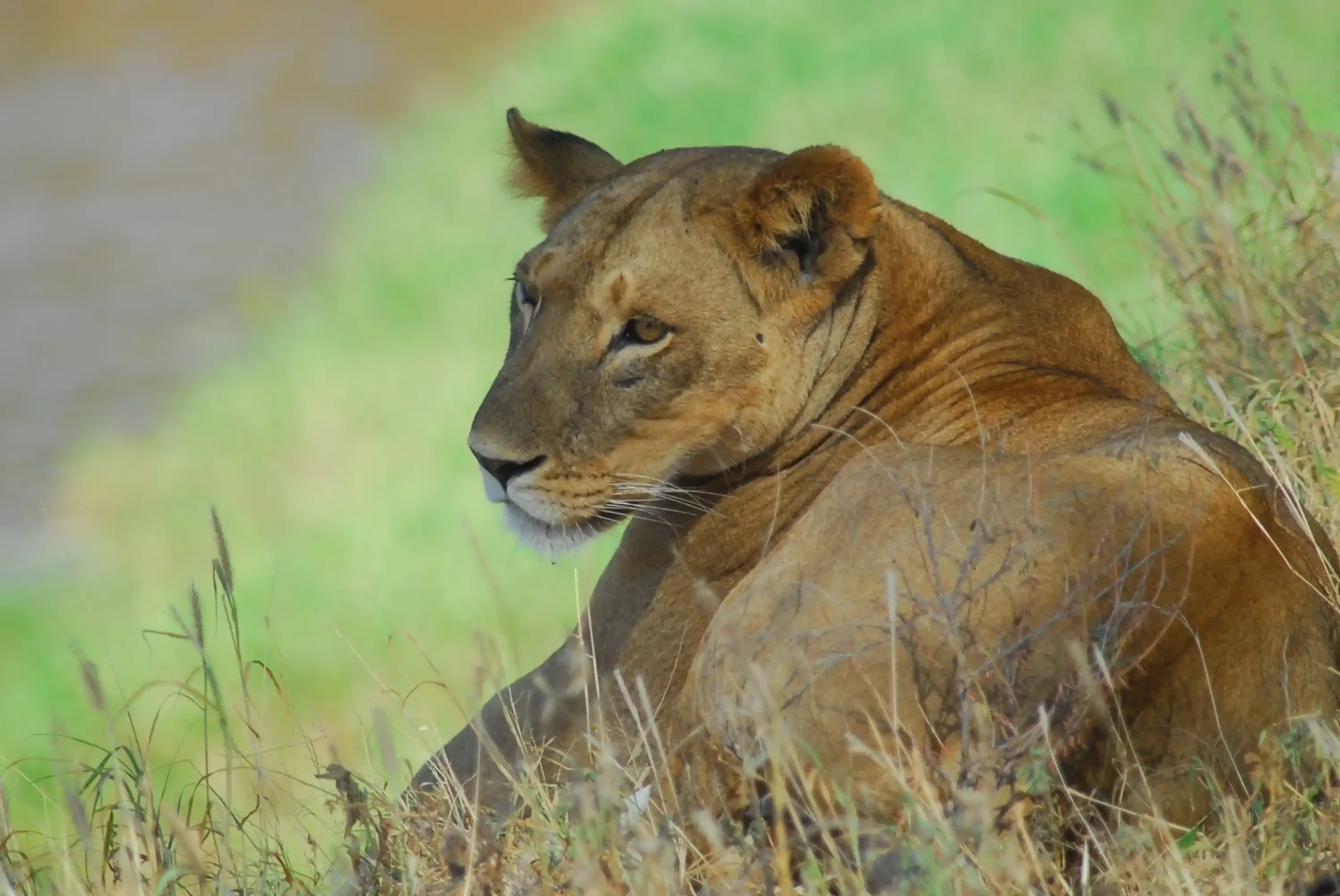 Lioness