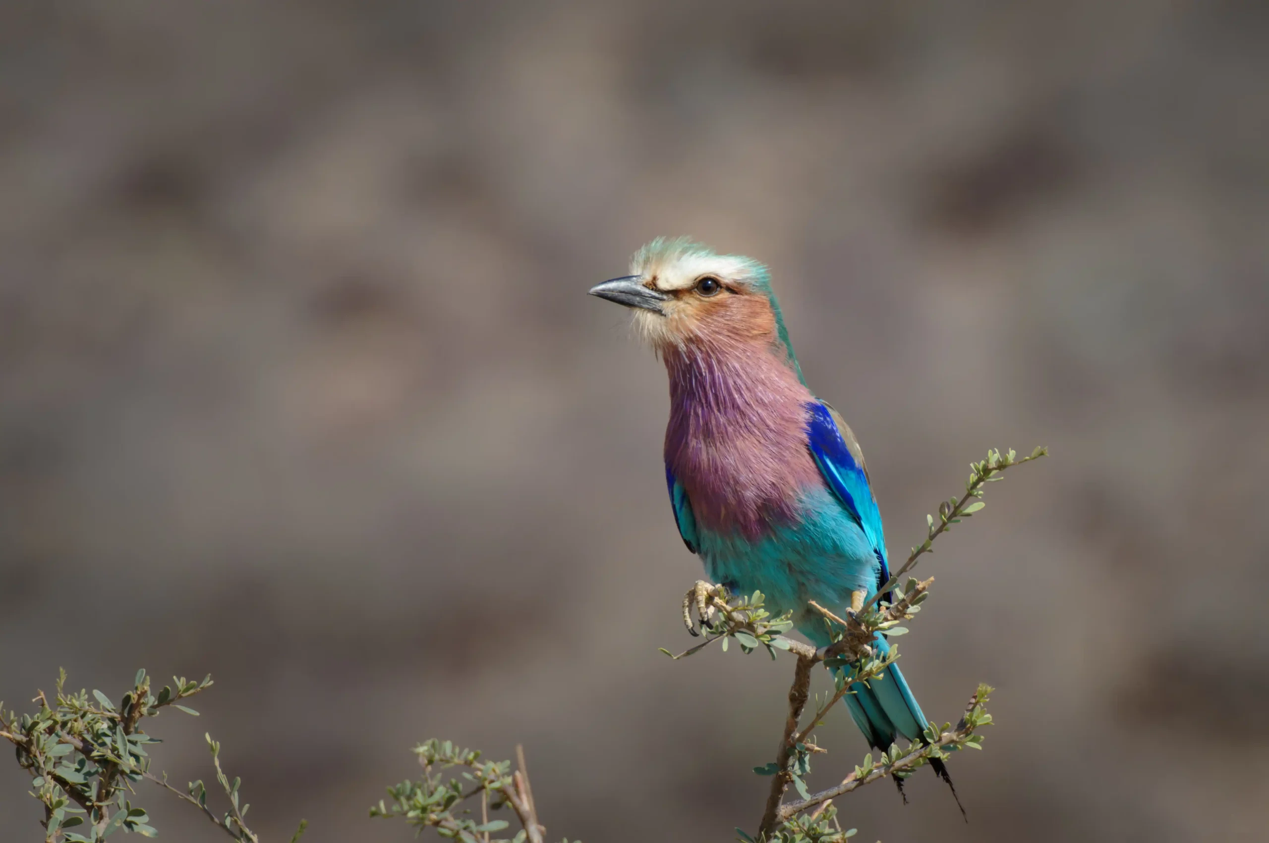 Bird pirched ona stem