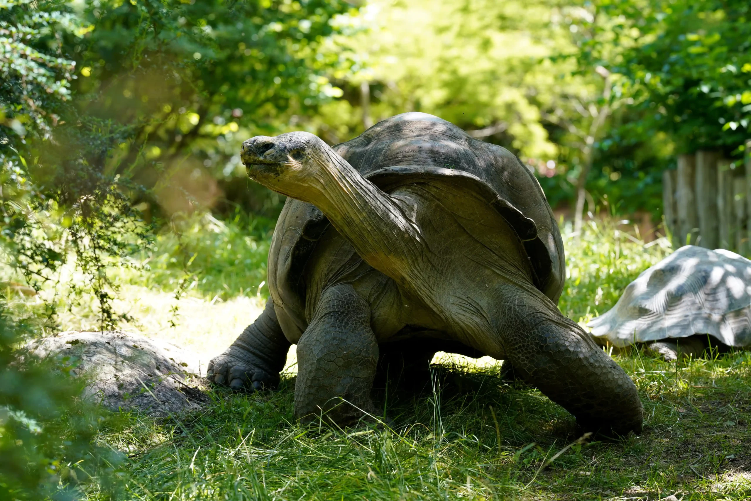 giant makabera tortoise