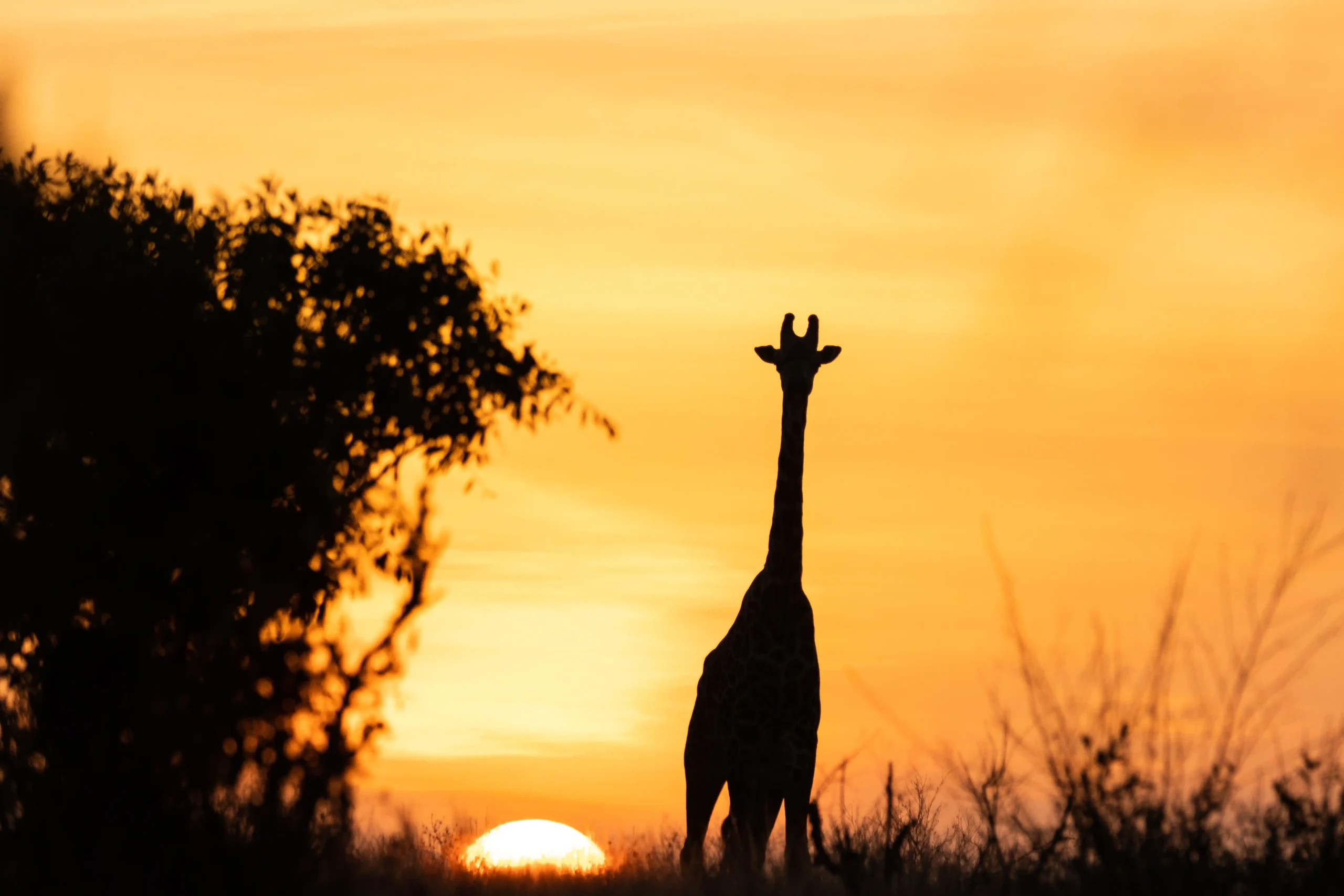 Girafee against a sunset
