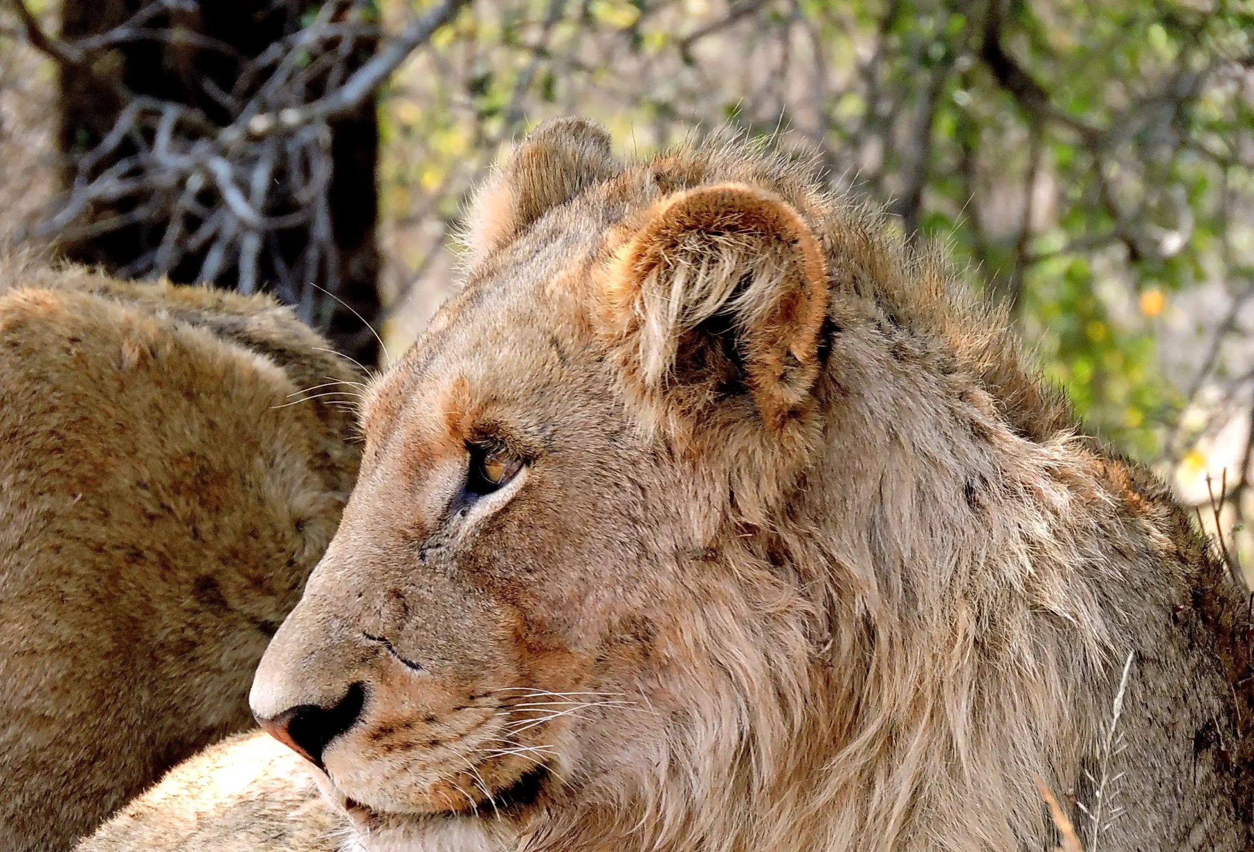 Lioness
