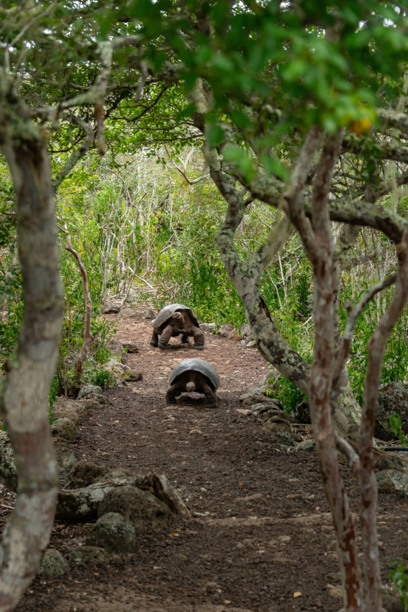 giant makabera tortoise