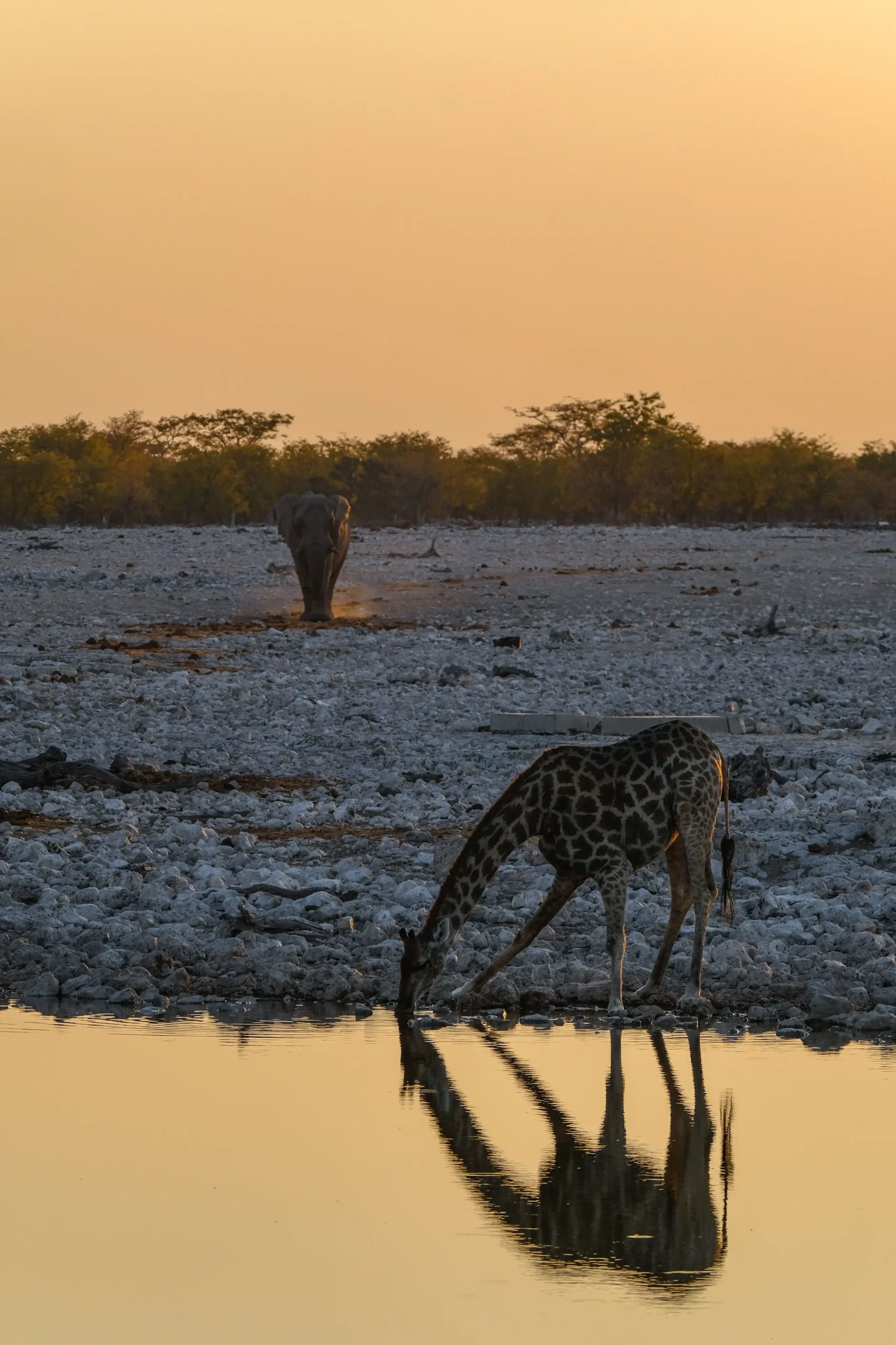 Giraffe drinking water as an elephant comes towards it
