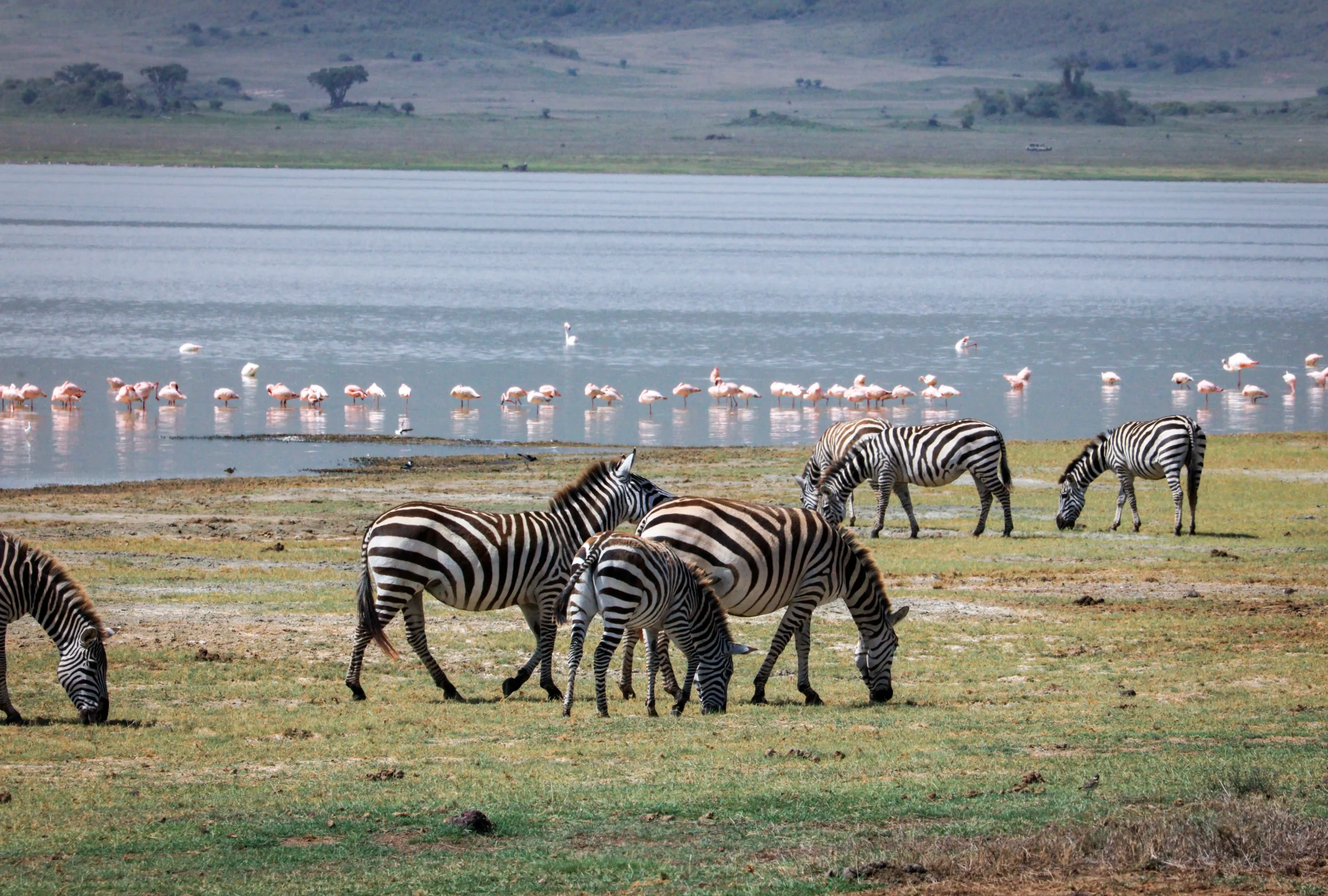Zebras and flamingoes