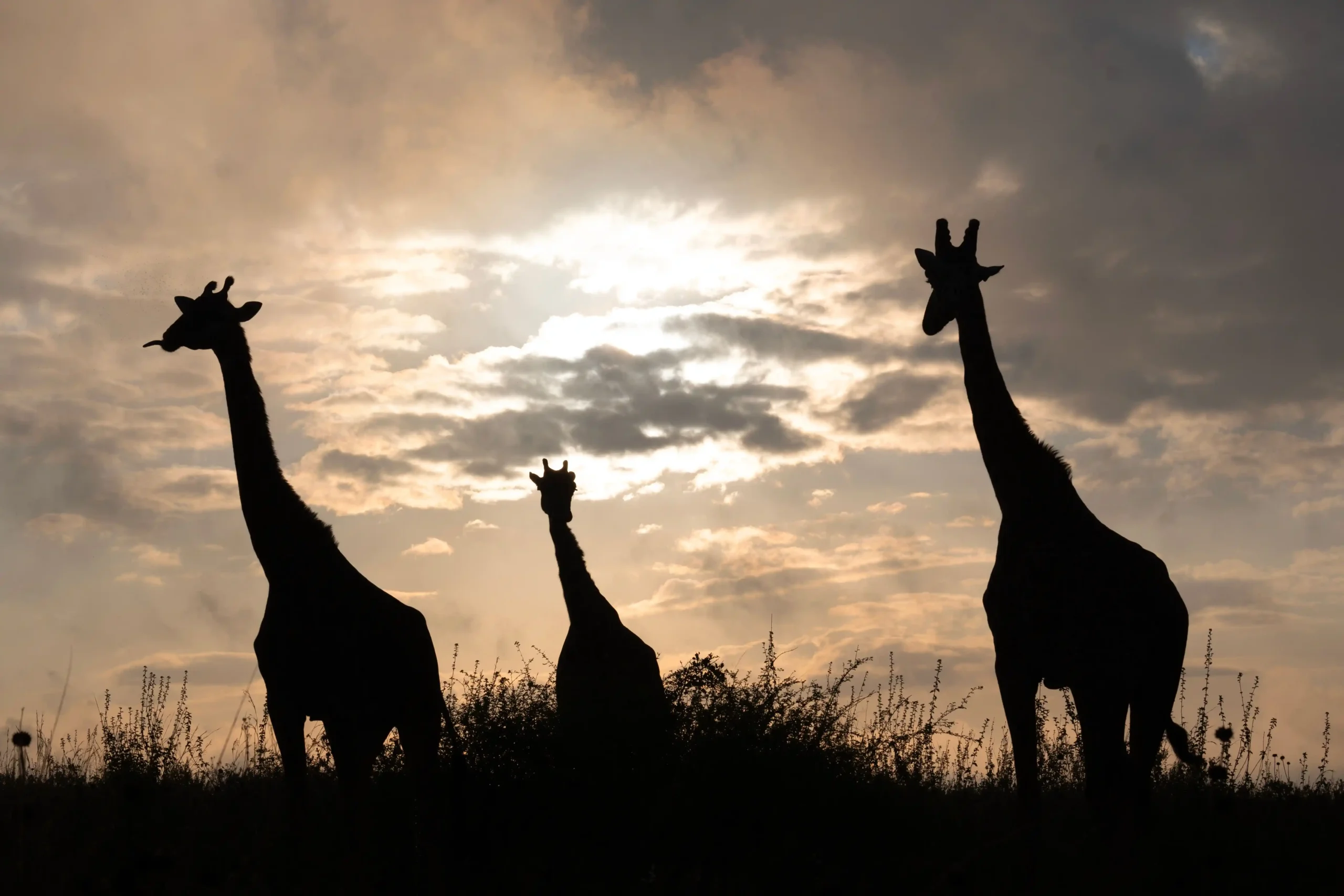 3 giraffes as the sun sets