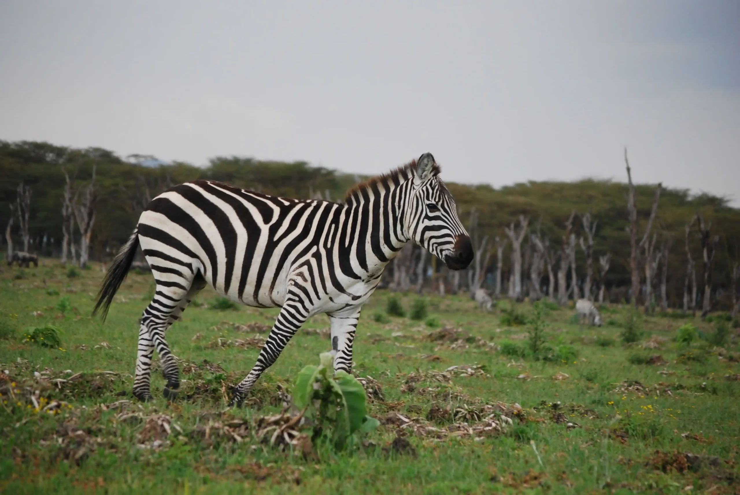 a zebra in the wilderness