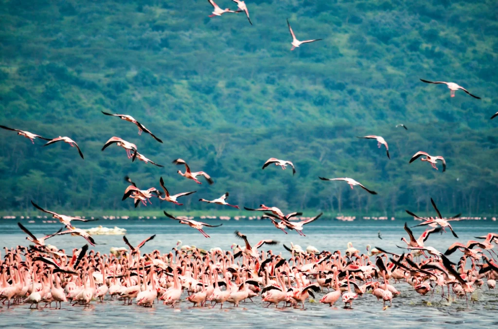 a flock of Flamingos