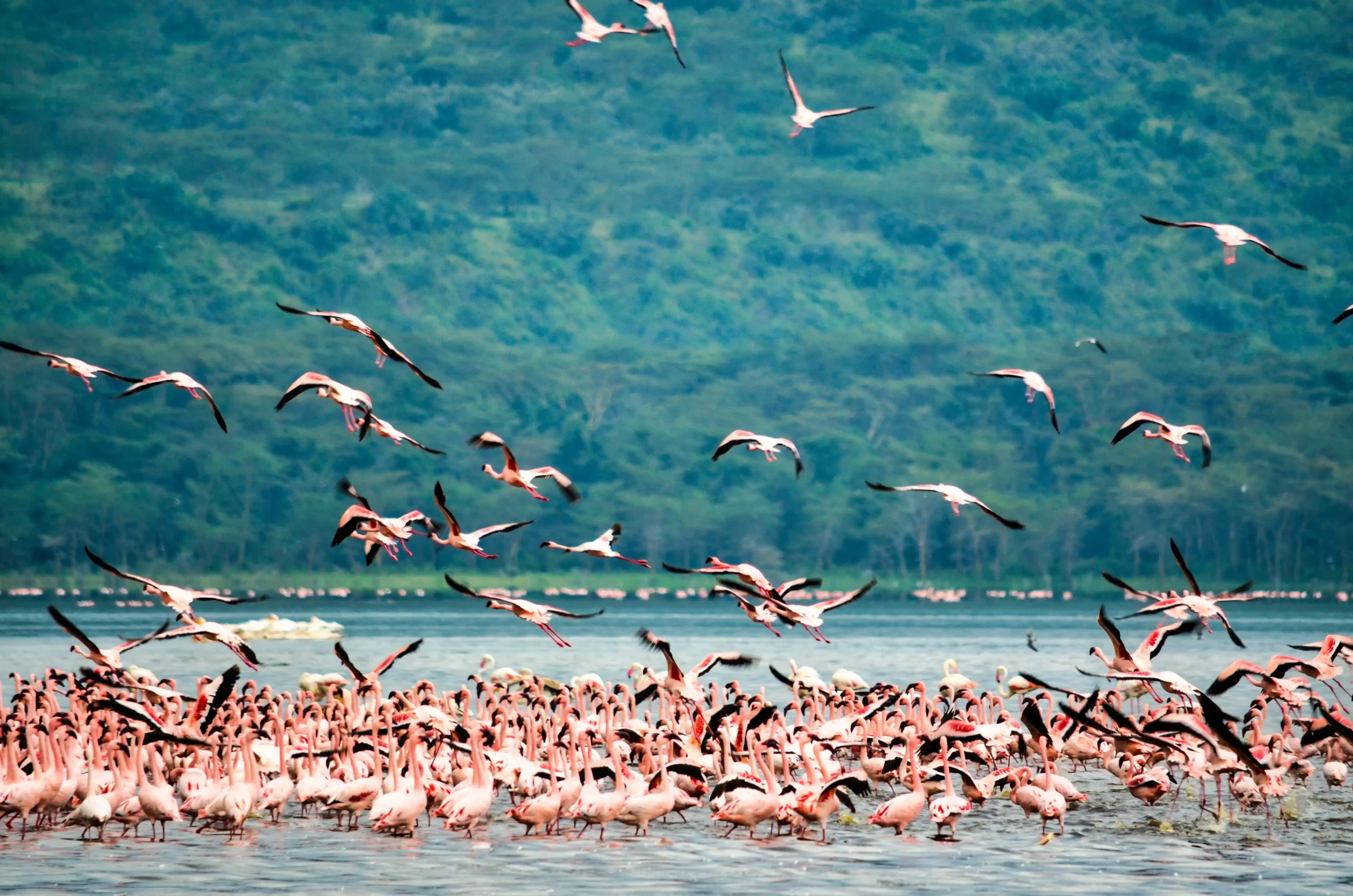 a flock of Flamingos